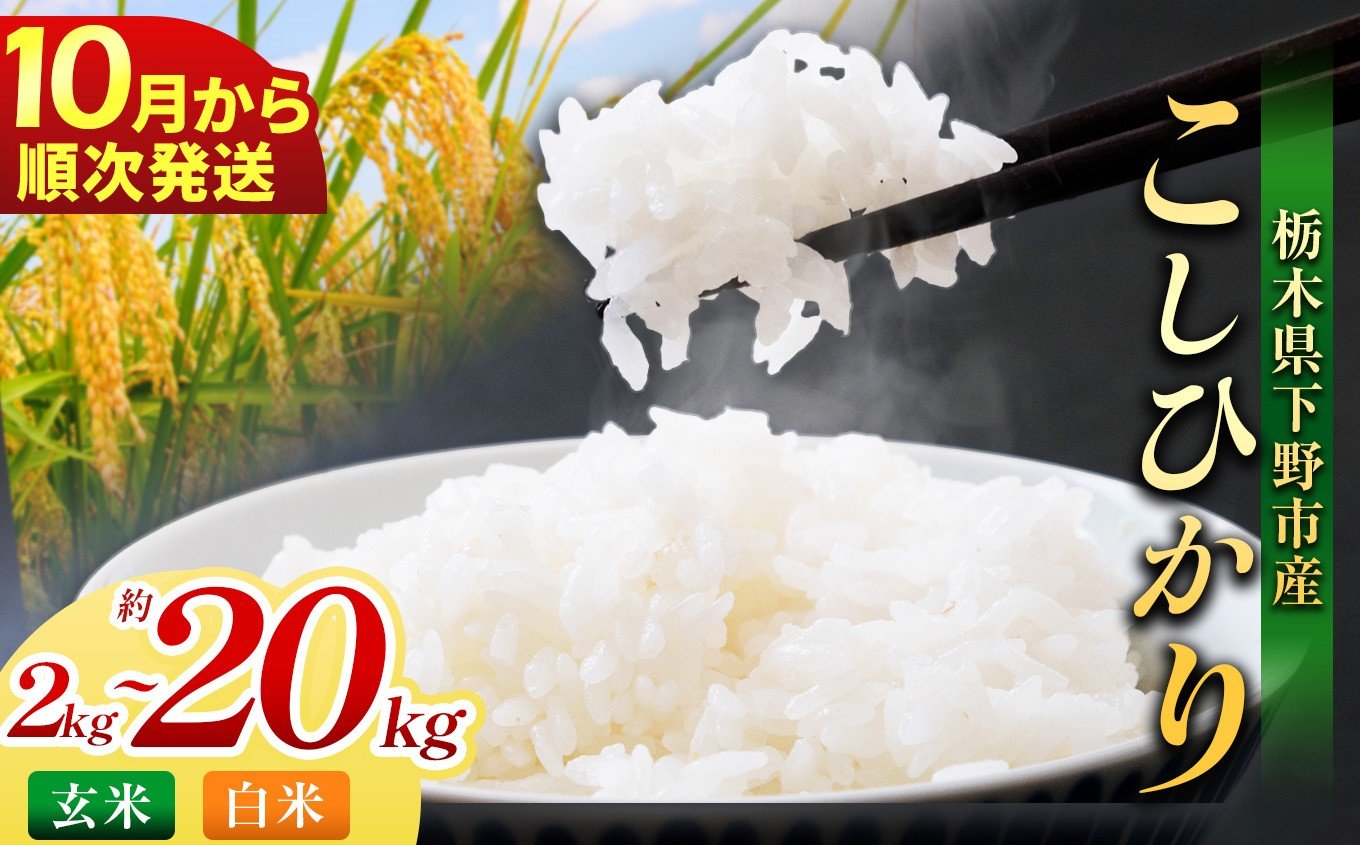 
                  【先行予約】【2026年10月以降発送】下野市産 コシヒカリ 米 2~20kg 選べる内容量 玄米 白米 | こめ コメ 白米 精米 こしひかり ｺｼﾋｶﾘ 新米 栃木米 令和8年度米 令和8年 2026年度 ブランド米 栃木県 特産品 送料無料 栃木県 下野市
                