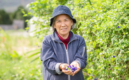 久米島産 天然バタフライピーティー「Blue Tea」25包 ハーブティー バタフライピー 青いお茶 ブルーティー 色が変わるお茶 ノンカフェイン カフェインレス 島ハーブ リラックス 美容 健康 ア