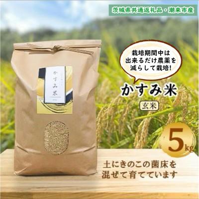 ふるさと納税 行方市 令和7年産新米 栽培期間中出来るだけ農薬を減らして作るかすみ米 玄米5kg茨城県共通返礼品・潮来産