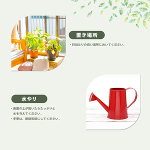 【観葉植物】ストレリチア・レギネ 極楽鳥花 60cm～80cm Green Base IB003-001 観葉植物 ※北海道・沖縄・離島配送不可