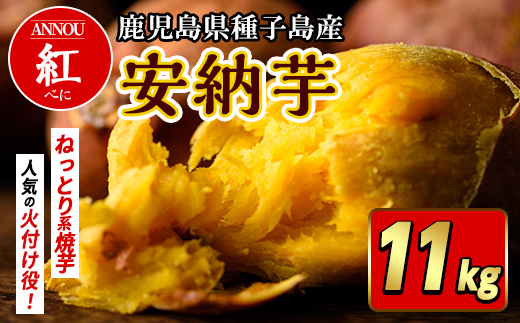n481 先行予約受付中！10月下旬頃から11月初旬頃より順次発送予定 種子島産 安納芋＜紅＞(11kg) 国産 安納芋 紅 種子島 芋 イモ さつま芋 安納いも 野菜 焼き芋 焼芋 【うずえ屋】