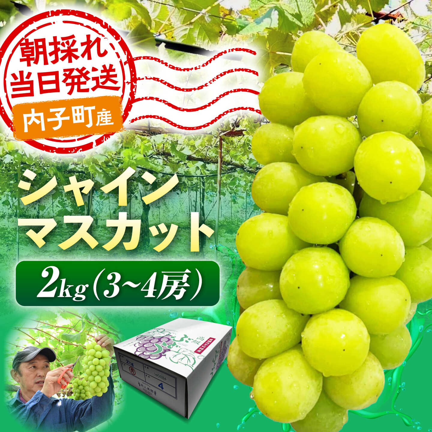 【ふるさと納税】【先行予約】シャインマスカット 2kg (3〜4房) 愛媛県内子町/井上農園[BKCS003] ぶどう ブドウ 葡萄 シャインマスカット しゃいんますかっと マスカット muscat 大容量 上品な甘さ 完熟 フルーツ くだもの 果物 愛媛県 内子町 産地直送 高糖度 ギフト贈答用