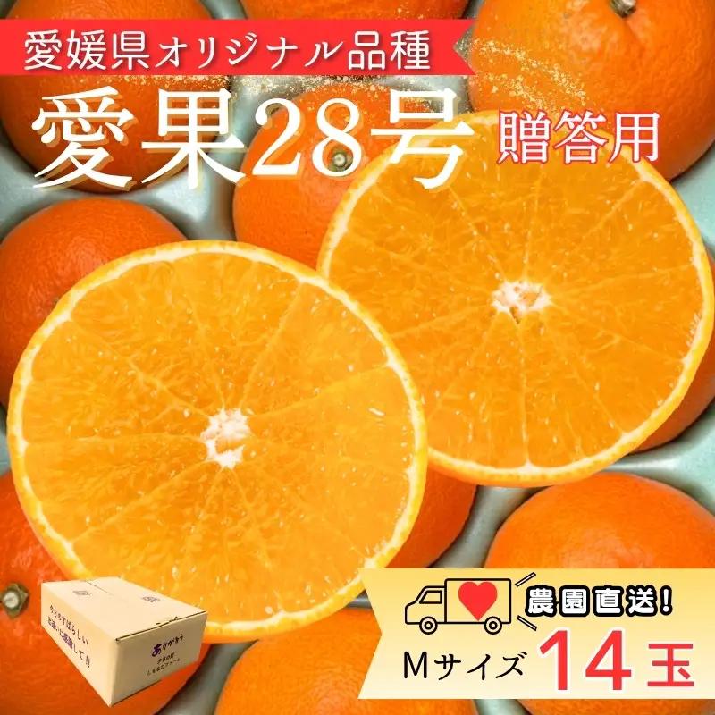 【2026年先行予約】 みかん 愛果28号 Mサイズ 14玉 贈答用 紅まどんなと同一品種 農園直送 【2026年11月中旬から順次発送予定】 愛媛 数量限定 愛媛県産 人気 柑橘 伊予市｜B530