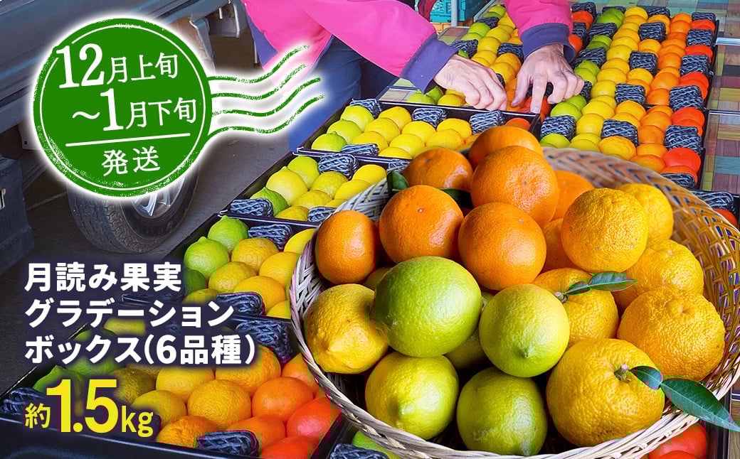 【年4回定期便】にしだ果樹園の熊本県産季節の月読みフルーツ定期便