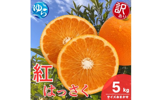 
                  【訳あり】和歌山県産 紅 はっさく（サイズおまかせ） 5kg / 八朔 ハッサク 柑橘 果物 和歌山 ※2027年2月中旬～3月中旬に順次発送 ※北海道・沖縄・離島配送不可 【eiw021-beni-c-5】
                