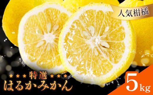 【人気柑橘】 特撰 はるかみかん 約5kg 有田マルシェ《1月中旬-2月下旬頃発送予定》和歌山県 日高町 国産 みかん 柑橘 果物 フルーツ ギフト 送料無料