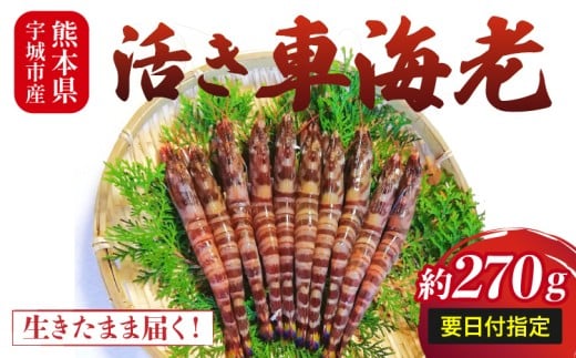 【配送日必須】【先行予約】熊本県産 活き車海老 約270g（8～13尾程度）【発送期間11月14日から2月28日】