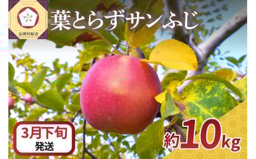【2026年3月下旬発送】 りんご 10kg 葉とらず サンふじ 青森