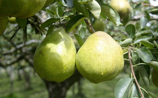 【令和7年産】 十三代目 佐藤市右衛門 特大玉 ラ・フランス 約4kg (7玉 秀) 『旬の果実 佐藤市右衛門農園』 山形県 南陽市 [678]