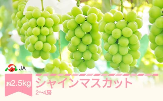 
            先行予約 ぶどう ブドウ シャインマスカット 令和8年産 2026年産 約2.5kg 2~4房 果物  ja-busmx25
          