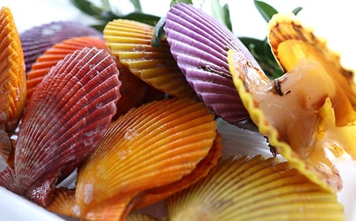 イロトリドリヒオウギ貝10枚セット