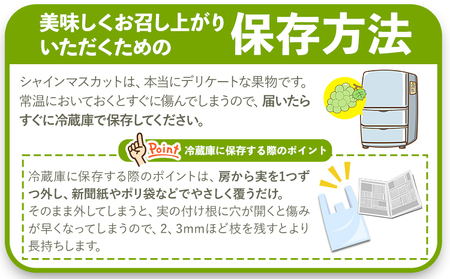 紀の里シャインマスカット 約1.4kg(2房)《8月下旬-10月中旬頃出荷》｜ｼｬｲﾝﾏｽｶｯﾄｼｬｲﾝﾏｽｶｯﾄｼｬｲﾝﾏｽｶｯﾄｼｬｲﾝﾏｽｶｯﾄｼｬｲﾝﾏｽｶｯﾄｼｬｲﾝﾏｽｶｯﾄｼｬｲﾝﾏｽｶ