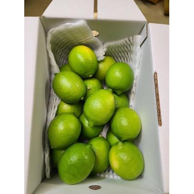 ふるさと納税 伊予市 温室レモン　2kg |  | 01