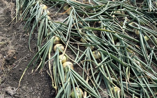 【先行予約】【訳あり】たなか農産の柳川産新玉ねぎ 約5kg