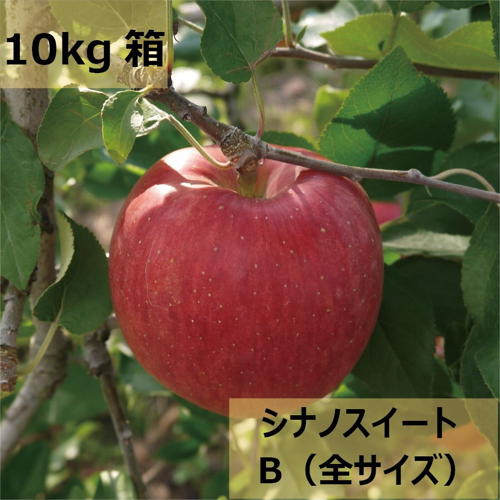 
            【先行受付：2025年10月発送】【家庭用】【先行予約】信州松本のりんご 家庭用「シナノスイート」約10kg（20～40玉）|  ふるさと納税 長野県 松本市 シナノスイート リンゴ りんご 林檎 信州産 果物 くだもの フルーツ
          