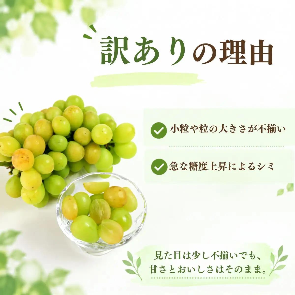 【農家直送（収穫日に発送）】訳アリ シャインマスカット 1.3kg (2房) 訳あり