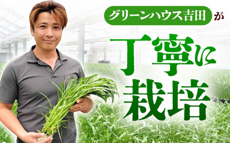 新鮮朝採れ くうしん菜 大容量パック 20袋 / 亀山市 / グリーンハウス吉田[AMCD001]