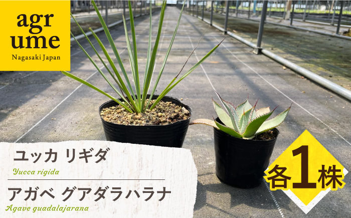 
                  ユッカ リギダ ＆ アガベ グアダラハラナ Yucca rigida ＆ Agave guadalajarana 各1株 長与町/アグリューム [EAI205]
                