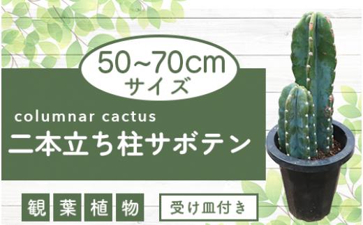 
5月～発送【観葉植物】二本立ち柱サボテン50cm～70cm(Green Farm M/021-1511) 観葉植物 植物 鉢付 インテリア 室内 オフィス おしゃれ プレゼント ギフト 開店祝い 移転祝い マイナスイオン【配送不可地域：北海道・沖縄県・離島】
