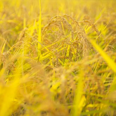 ふるさと納税 南魚沼市 【令和5年産 】 南魚沼産コシヒカリ「特別栽培米(アファス認証)」精米5kg |  | 02