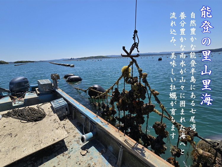 【発送時期が選べる】盛ちゃん（湯田水産） 能登牡蠣 殻付き 半缶（35個前後） 約5.5kg 加熱用 ※北海道・沖縄・離島への配送不可 ※2026年1月上旬～3月下旬頃に順次発送予定