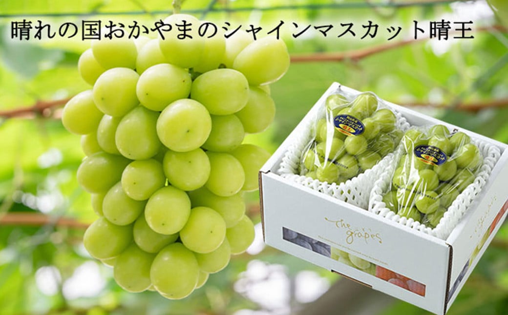 ご家庭用 シャインマスカット 晴王 約400g×2房 約800g 【2026年8月下旬～11月下旬迄発送】 ／ マスカット 葡萄 ぶどう 果物 果実 フルーツ 種なし 皮ごと 大粒 家庭用 岡山県 美