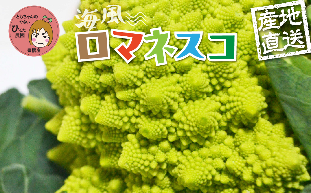 ロマネスコ 3本 豊橋 国産 ミネラルたっぷり 海風そだち 潮風 家族で 豊橋 ともちゃんのやさい 直売所で大人気！ 愛知県 豊橋市 安心野菜 花野菜