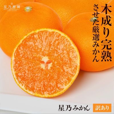 【ふるさと納税】【訳あり】星乃みかん園の星乃みかん(10kg)【C45-64】_ 蜜柑 ミカン 温州みかん わけあり 送料無料 木成り 完熟 厳選 農家直送 愛媛みかん 愛媛 国産 箱 フルーツ 果物 くだもの 旬 不揃い 産地直送 【1339361】