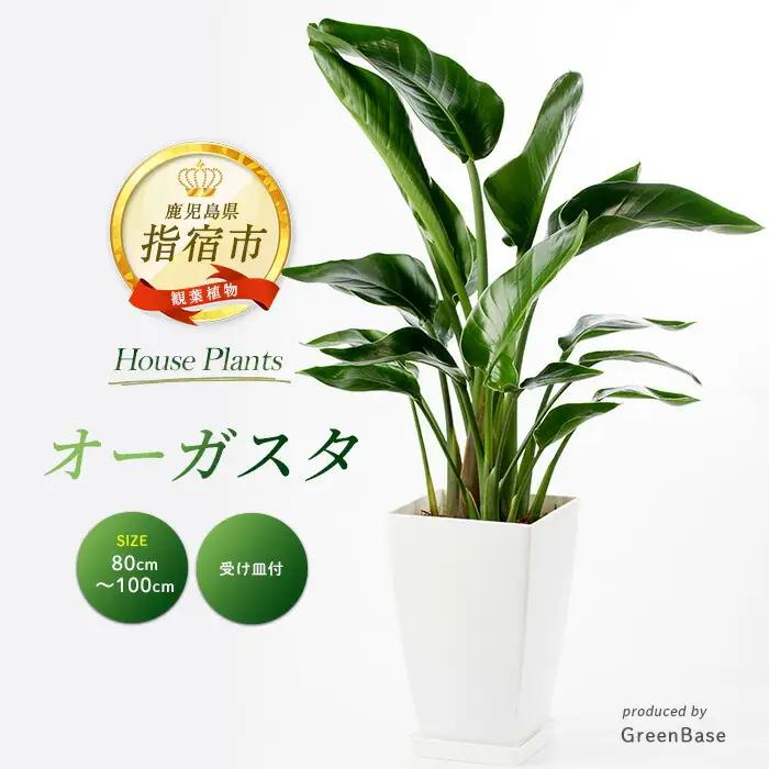 【観葉植物】オーガスタ 80cm～100cm Green Base IB003-014 観葉植物