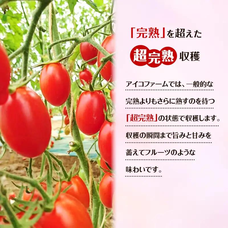 8月発送開始[2026年発送] 超完熟ミニトマト【 アイコ 】1kg 栽培期間中 農薬・除草剤不使用 サイズ混載 トマト ミニトマト 野菜 北海道 仁木町 [アイコファーム] 
