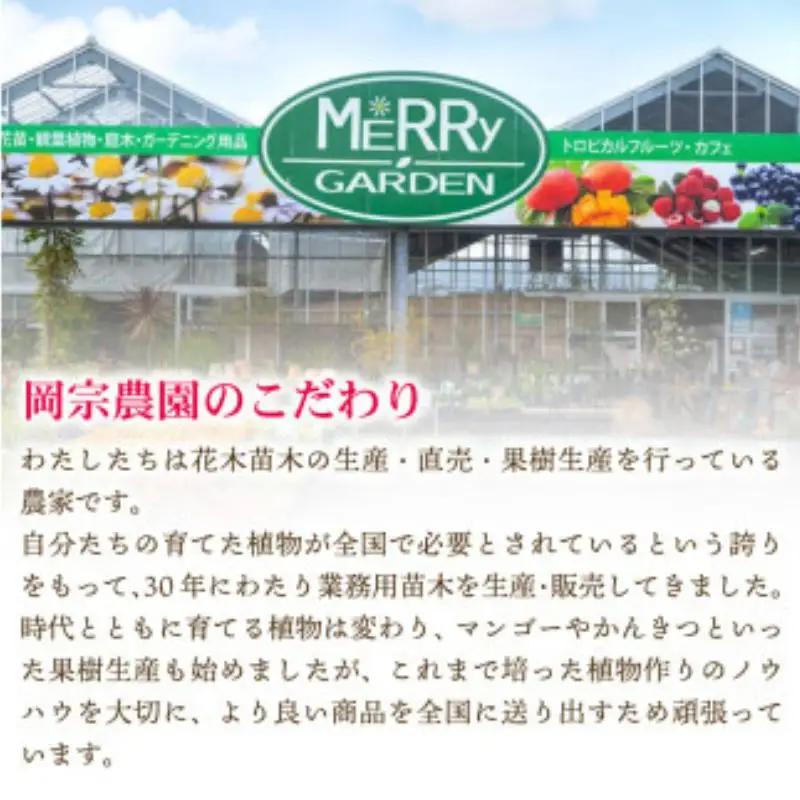 【令和8年6月上旬頃より発送】先行予約 お試しパック 生ライチ 国産