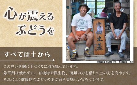 【先行受付2026年発送】標高750mで育ったシャインマスカット2キロ以上（4～5房）｜鐘美館 ※2026年10月上旬以降順次発送