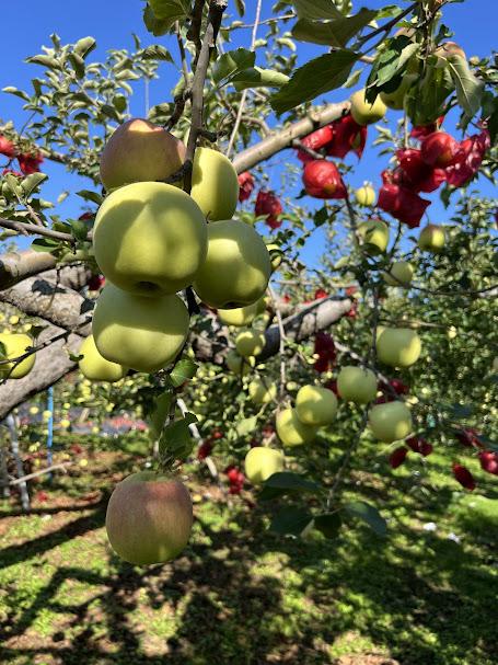 木村農産のりんご詰め合わせ (贈答用) 約8kg (20玉から24玉)｜青森県産 つがる リンゴ 林檎 果物 フルーツ 令和7年産 2025年産 [0910]