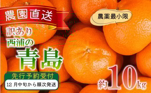 訳あり みかん 青島 10kg 西浦 蜜柑 柑橘 オレンジ 木負観光みかん園  ( 数量限定 みかん 果物 みかん フルーツ みかん 柑橘 みかん 国産 )