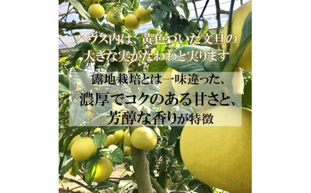 【先行予約】12月発送土佐文旦 温室土佐文旦 L~3L 約6kg 約6キロ(10~14個入り)〈2026年12月上旬?2027年1月中旬頃発送〉  / お得箱 ブンタン ぶんたん 土佐文旦 ハウス文旦