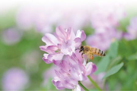 いわたの 国産天然はちみつ 250g 上百花 3本セット(化粧箱入り）