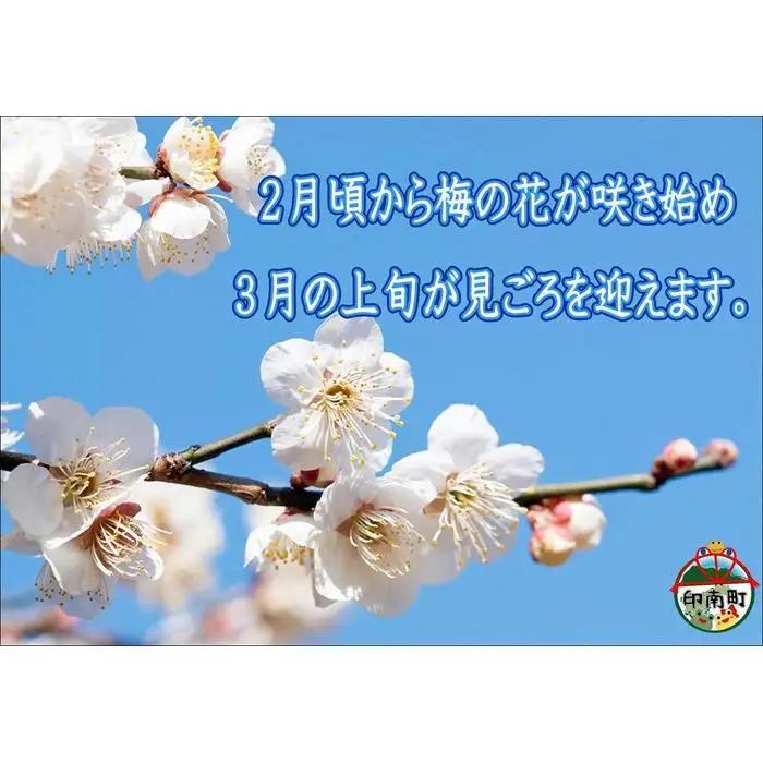 訳あり 【家庭用】紀州南高梅　白干梅　1.2kg