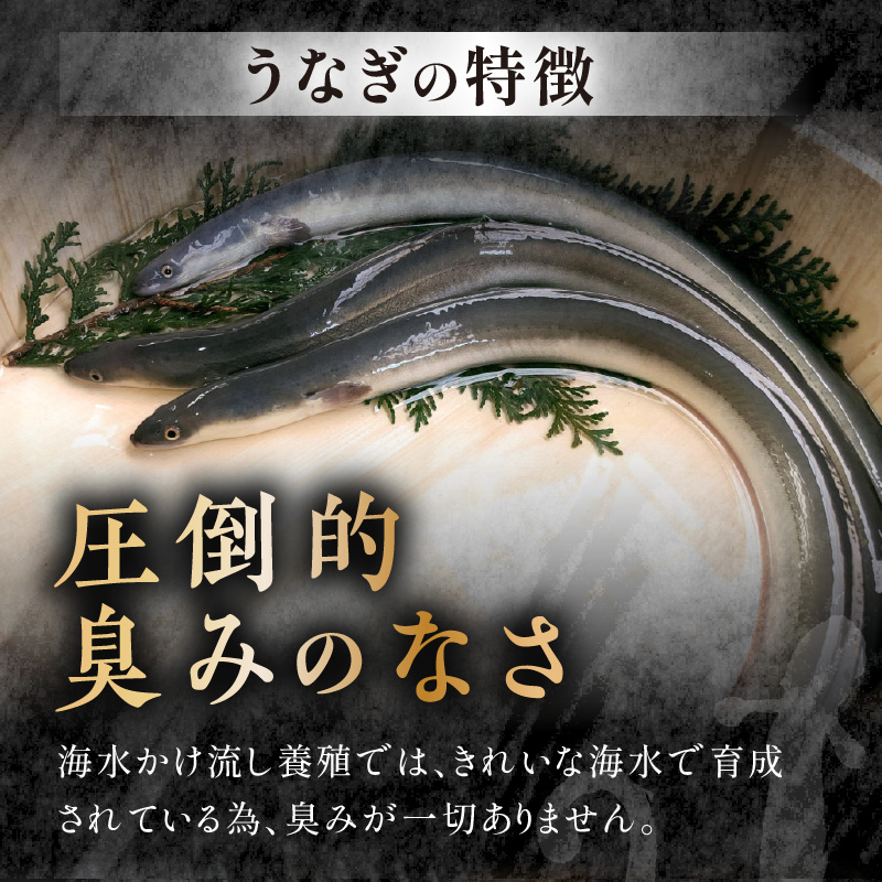数量限定！海水かけ流しうなぎ蒲焼2尾( 数量限定 うなぎ蒲焼 海水かけ流しうなぎ 逸品 ご飯が進む )【B5-102】