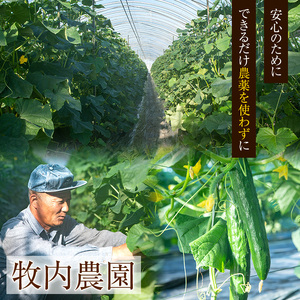 【0113906a】牧内農園の白いぼきゅうり(計5kg・小分けパック) 野菜 やさい サラダ 胡瓜 キュウリ 漬物 ピクルス 小分け 大容量 期間限定【牧内農園】