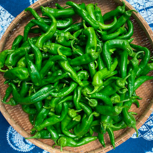 【訳あり】万願寺とうがらし 1kg  京野菜 とうがらし