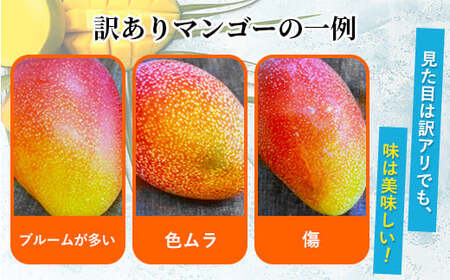 【訳あり】完熟マンゴー 2L×2玉（パック）濃厚 宮崎 果物 フルーツ 贈答 ギフト 甘い 先行受付 送料無料【JA綾町】_A0114-1101