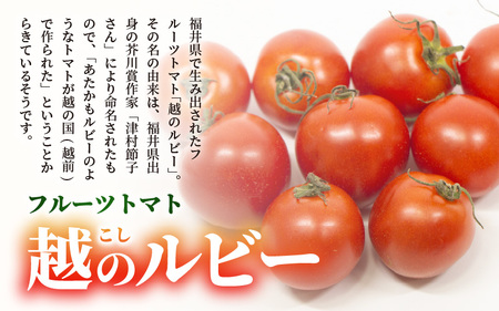 【先行予約】坂井市砂丘地のとっても甘い フルーツトマト 越のルビー 1kg 化粧箱入り 【2025年10月上旬以降順次発送】【とまと トマト フルーツトマト ミディトマト ミニトマト トマトジュース 