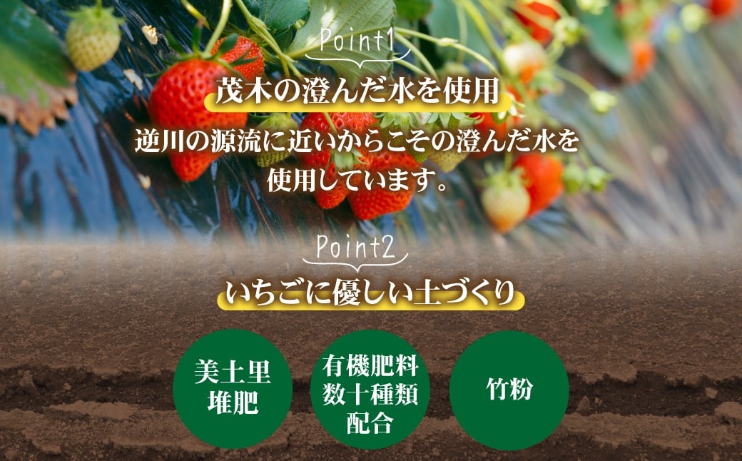 いちご イチゴ 苺 とちあいか 完熟 定期便