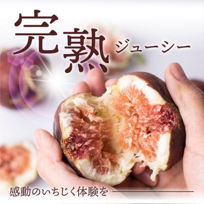 ふるさと納税 田原市 完熟いちじく[極]9〜12玉 　約1kg |  | 01