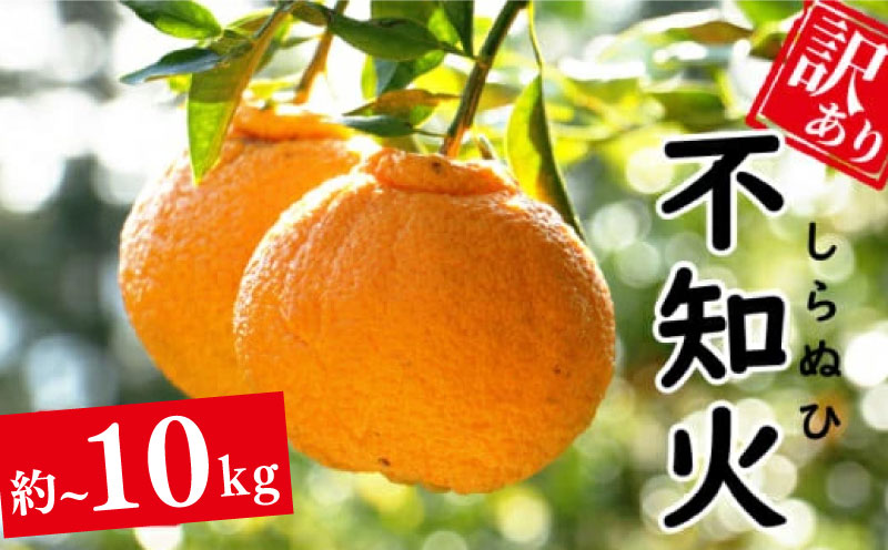 【ふるさと納税】 訳あり 正規品 不知火 約5kg~10kg みかん 蜜柑 しらぬい デコポン 果物 柑橘 フルーツ ポンカン 温州みかん 河内晩柑 せとか 紅まどんな ジュース ビタミンC サイズミックス エニシトラス 愛媛県 愛南町 発送期間: 2026年2月上旬〜(なくなり次第終了)