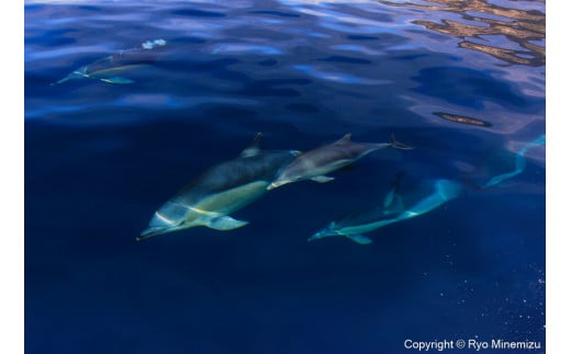 
清水町ふるさと大使　海洋生物写真家　峯水亮氏による　作品パネル　Freedom（_MG_7725_A3W）
