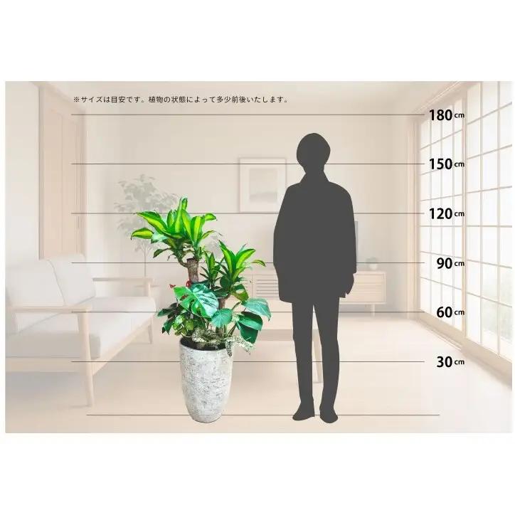 【福岡市】観葉植物の寄せ植え（幸福の木）観葉植物 植物 花 木 インテリア アクセント