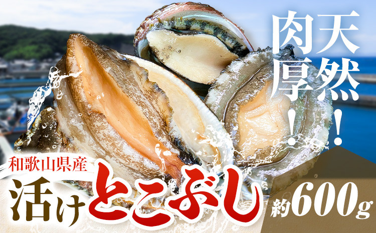 
                  とこぶし 活け 約600g 比井崎漁業協同組合《6月上旬-8月中旬頃出荷》和歌山県 日高町 とこぶし 生もの 海鮮 貝 和歌山県産 冷蔵 流れ子 ながれこ ナガレコ アワビ 鮑 魚介
                