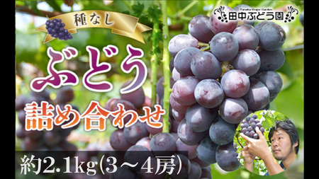 ぶどう 約2.1kg（3～4房）詰め合わせ シャインマスカット＜2025年8月中旬～発送＞食べやすい！田中ぶどう園 種無しぶどう 詰め合わせ※発送前のご連絡はできませんので、ご注意ください※ぶどう ブドウ グレープ  シャインマスカット 厳選 巨砲 ピオーネ ぶ｜こだわりの逸品 地域特産品 ギフト 自分用 人気 おすすめ