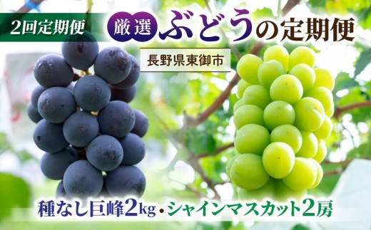 【2回定期便】厳選ぶどうの定期便（種なし巨峰 約2kgとシャインマスカット2房1.1kg以上）｜【JA信州うえだ】ぶどう 葡萄 大粒 果物 フルーツ 生食 頒布会 長野 信州